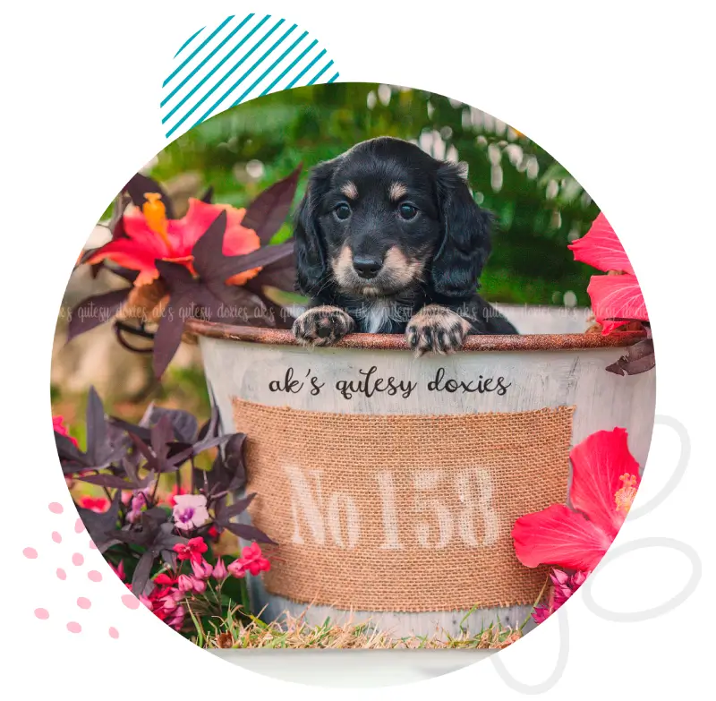 Puppy in a bucket with flowers.